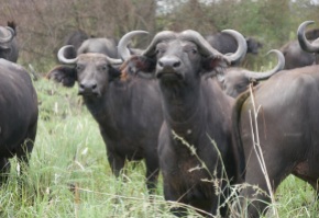 Buffalos, QENP