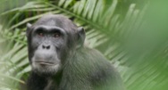 Chimpanzee, Kibale Forest (1)