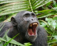 Chimpanzee, Kibale Forest (2)