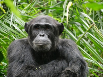 Chimpanzee, Kibale Forest (3)