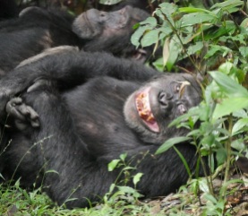 Chimpanzee, Kibale Forest (4)