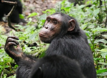 Chimpanzee, Kibale Forest (5)