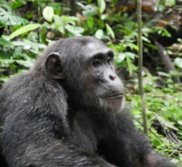Chimpanzee, Kibale Forest (6)