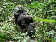 Chimpanzee, Kibale Forest (8)