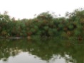Papyrus, Lake Mburo